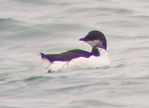 Thick-billed Murre